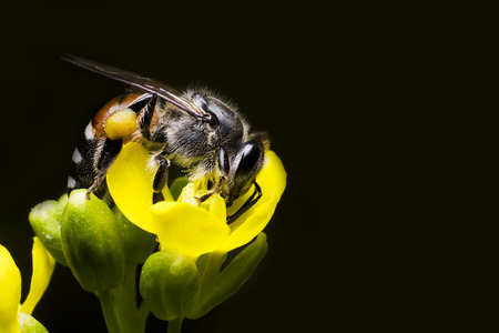 a bee is perched on yellow flowerの写真素材