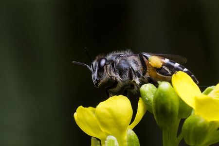 a bee is perched on yellow flower