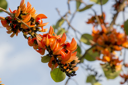 Orange Bastard Teak in the jungle, Symbol Flower of Udon thani