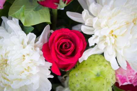 red rose and white Chrysanthemum, flower backgroundの写真素材