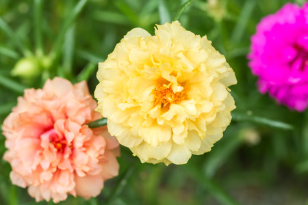 Pretty little flowers that is known in many names as Common Purslane, Verdolaga, Pigweed, Little Hogweed or Pusley in a garden: Selected focus point.の写真素材