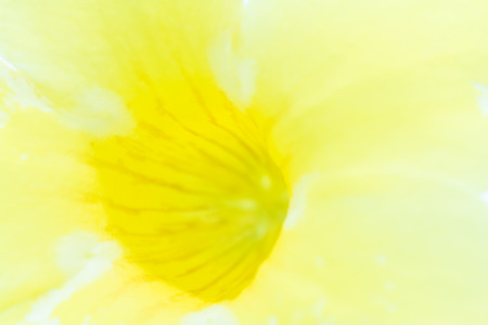 Yellow background of flowering plant. In a soft blur to use as background.