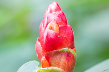 Crape ginger flower (Costus speciosus Smith), Other names: Cane Reed, Malay Ginger, blooming in the garden.の写真素材