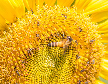Bee collects nectar from sunflower, close up view.