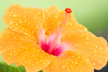 Macro of orange hibiscus flower with water droplets, in soft color and soft blurred style, selected focus point.の写真素材
