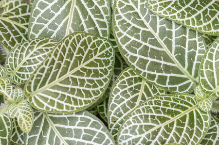 Nerve plant, Scientific name: Fittonia verschaffeltii Lem., for a background.