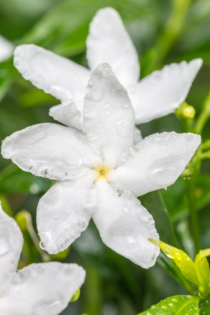 White flower, white Sampaguita Jasmine or Arabian Jasmine, with water droplets and natural blurred background, macro. Thailand.の写真素材