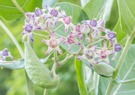 Purple Crown Flower, Giant Indian Milkweed, Giant Milkweed, (Calotropis gigantea L.) and pod, seeds and flowers on tree, with natural blurred background, macro.の写真素材