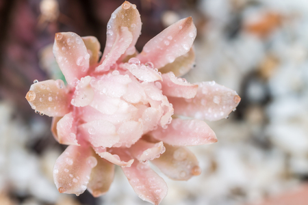 Light pink flower of cactus with water droplets, on blurred background.の写真素材
