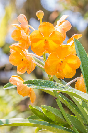 Yellow Vanda orchid blooming in farm, in soft color and soft blurred style, on natural blurred background, in Thailand.の写真素材