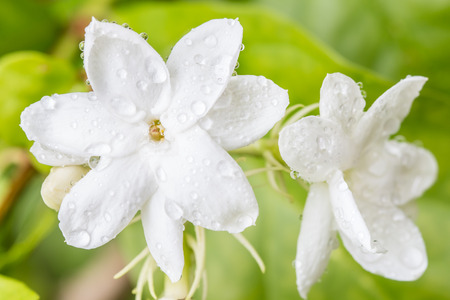 White flower, Jasmine (Jasminum sambac L.) with water droplets, in soft blurred style, on green leaves blur background, in Thailand. Macro.の写真素材