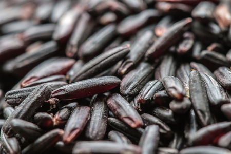 Raw grain in Thailand, name: rice berry (Jasmine black rice), healthy eating, use for a background. Macro.の写真素材