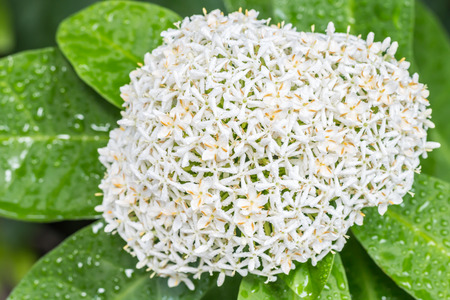White flowers, Siamese white Ixora (Ixora lucida R.Br. ex Hook.f.), with water droplets. Blooming in the garden and fragrant, in Thailand. Macro.の写真素材