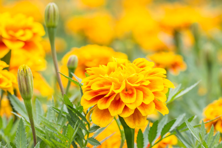 Orange flowers, French marigolds blooming in the garden, in soft blurred style, on other blossom blur background, in Thailand, macro.の写真素材