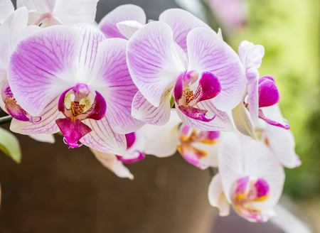 Close up of pink (purple) orchid, Phalaenopsis, with water droplets, on blurred background. selective focus point.の写真素材