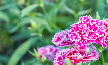Beautiful pink carnation flowers, with space for text, on a green blurred background, macro.の写真素材
