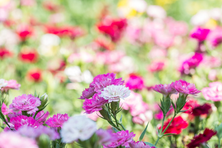 Beautiful purple carnation flowers, on other blossom blurred background, macro.の写真素材