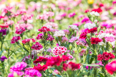 Abstract blurred background of colorful carnation flowers, on other blossom blur background, macro.の写真素材