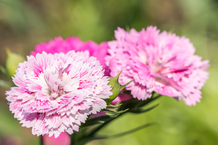 Beautiful pink carnation flowers, in soft color, on green blurred background, macro.の写真素材