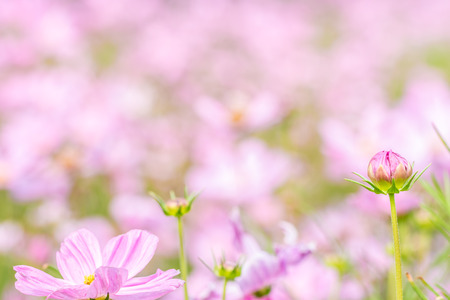 Abstract blurred of pink cosmos flower field, in soft color style, suitable for a background.の写真素材
