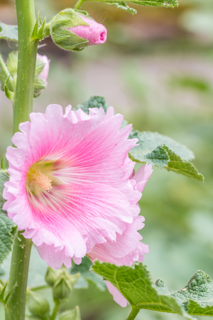 Pink flower, hollyhock (Alcea rosea) blooming in garden, on natural blurred background, macro. Vertical image.の写真素材