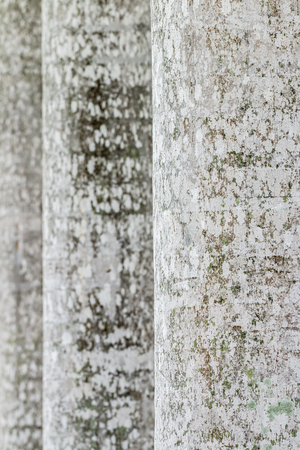 Abstract texture of the trunk of palm tree, with moss, on blurred background. Vertical image.の写真素材