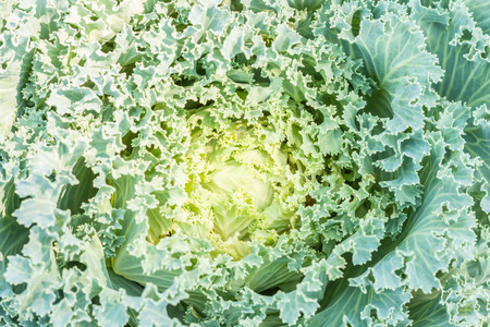 Abstract background of green ornamental cabbage (Brassicaceae), planted in the garden, in Thailand. Macro image.の写真素材