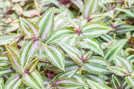 Ornamental plants, Silver Inch, Wandering jew (Tradescantia zebrina Bosse), planted in the medicinal plants garden, in Thailand. Macro.の写真素材