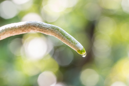 Root of Rhynchostylis gigantea Orchid, with water droplets and space for text, on natural green blurred background, in Thailand. Macro.の写真素材