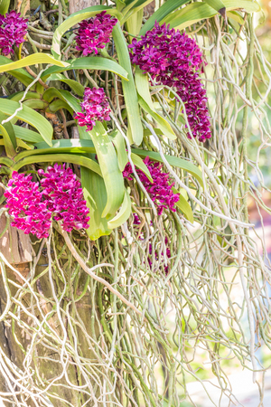 Bush of red Rhynchostylis gigantea Orchid, There are many roots, planted for decorative in the garden in Thailand.の写真素材