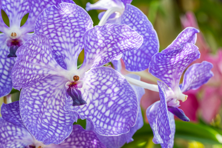 Beautiful purple orchid, Vanda, in soft color and soft blurred style, on natural blur background, in Thailand.  Macro.の写真素材