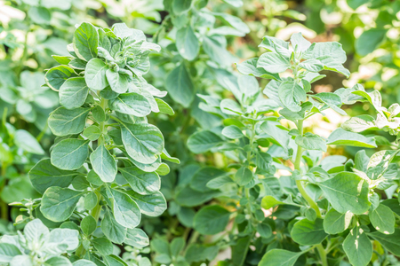 Herbs plants, Aerva Lanata (L.) Juss. ex Schult., planted in the medicinal plants garden, in Thailand. Macro.の写真素材