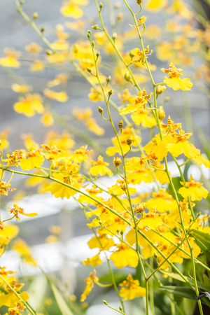 Abstract blurred background of yellow orchid, Oncidium, Dancing Lady, blooming in the garden, on gray blurred background, in Thailand.の写真素材