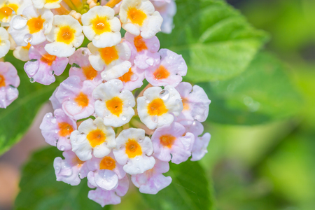 Colorful flower, Lantana, Wild sage, Cloth of gold (Lantana camara L.) with water droplets, in soft blurred style, on green leaves blur background, Macro.の写真素材
