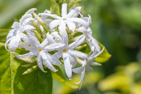 White flowers, Angel hair jasmine, Star Jasmine (Jasminum multiflorum (Burm.f.)Andr.), with water droplets and green leaves blur background, in soft blurred style, macro. Thailand.の写真素材