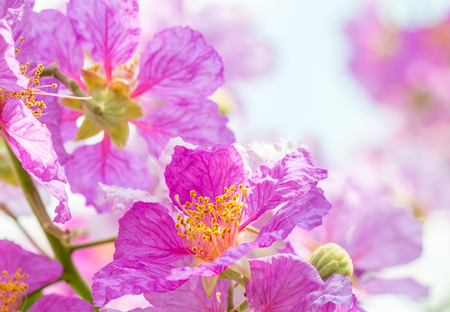 Abstract blur of purple flowers, Lagerstroemia speciosa, Pride of India, in soft color and soft blurred style, with space for text, suitable for use as a background.の写真素材
