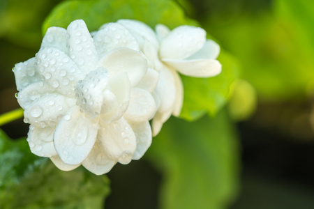 White flower, Jasmine (Jasminum sambac L.) with water droplets, in soft blurred style, with green leaves blur background and space for text, macro. Thailand.の写真素材