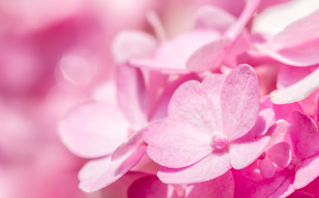Abstract of pink hydrangea flowers, in soft color and soft blurred style for background, with space for text.の写真素材