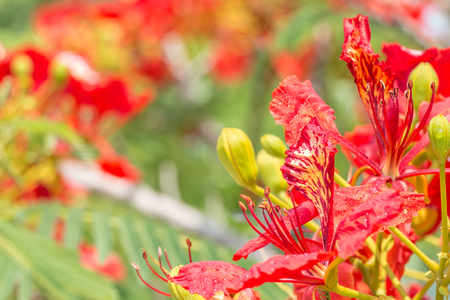 Red and orange flowers, Delonix regia; Flame Tree, Royal Poinciana on branch, with water droplets and green leaves on tree blurred background, in Thailand.の写真素材