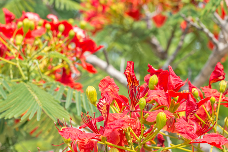 Red and orange flowers, Delonix regia; Flame Tree, Royal Poinciana on branch, with green leaves on tree blurred background, among bright sunlight, in Thailand.の写真素材