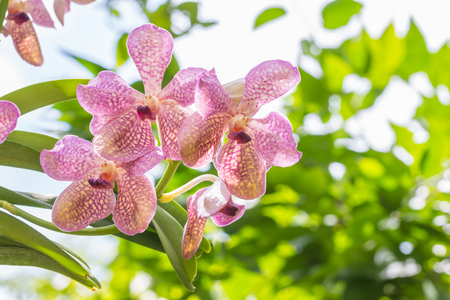 Purple orchid, Mokara, in soft color and soft blurred style, on bright sunlight and green leaves blur background, with space for text, Thailand. Macro.の写真素材