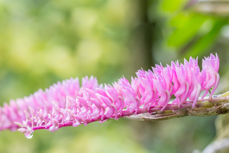 Small pink flower, toothbrush orchid (Dendrobium secundum), with water droplets, in soft blurred style, on green blur background, in Thailand, macro.の写真素材