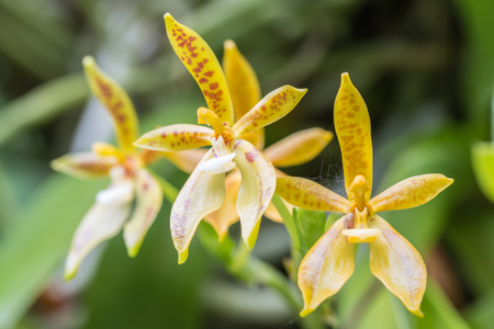 Beautiful orchid, Phalaenopsis cornu-cervi, in soft blurred style, on green leaves blur background. Selective focus point.の写真素材