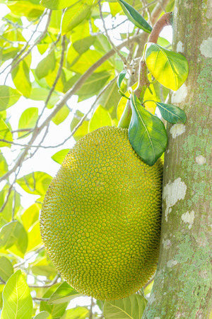 Jackfruit on the tree, planted in the garden, on bright sunlight and green leaves blurred...