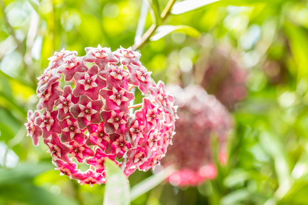 Red flowers, Wax plant, Hoya ovalifolia Wight & Arn., in soft blurred style, among bright sunlight, on green leaves blur background.の写真素材