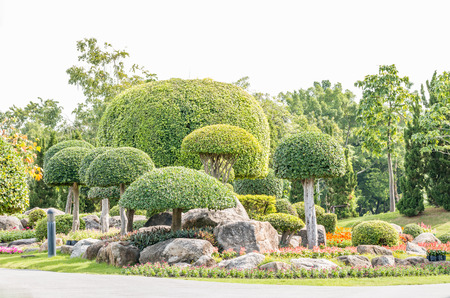 Ornamental plants, dwarf trees many species, beautiful garden decoration on bright sunlight, in the park, in soft blurred style, in Thailand.の写真素材