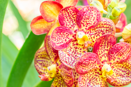 Blooming flowers, Vanda orchid, with water droplets, in soft blurred style, on bright sunlight and green blur background, in Thailand.  Macro.の写真素材