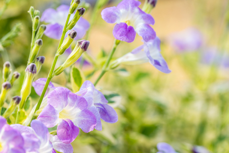 Nature background, herbs plants, Asystasia gangetica, Indian asystasia, Creeping foxglove, Chinese violet, coromandel, Ganges primrose, planted in the medicinal plants garden, in soft blurred, macro.の写真素材