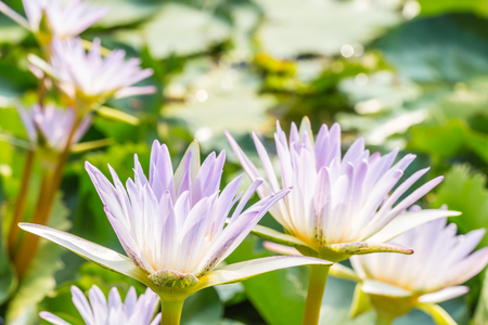 Beautiful purple water lily or lotus flower, blooming in pond on bright sunlight, in soft color and soft blurred style, among green leaves blur background, in Thailand. Macro.の写真素材