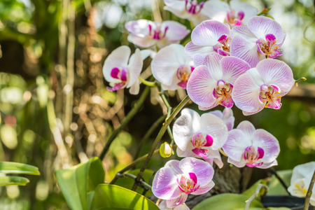 Bouquet of pink orchid, Phalaenopsis, for decoration the garden, with water droplets and bokeh bright sunlight, in soft blurred style, on green leaves blur background. Selective focus point.の写真素材